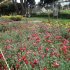 Flores que hacen parte de arreglos ambientales en espacio público recuperado en La Conejera