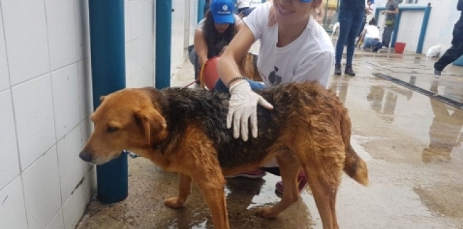 Los servicios de bienestar y proteccion animal son gratuitos Los servicios de bienestar y proteccion animal son gratuitos