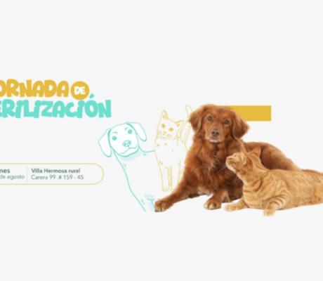 Jornadas gratuitas de esterilización para perros y gatos